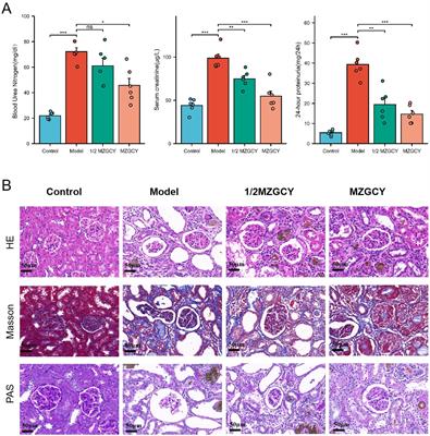 Mizhuo Guanchangye enema delays the decline of renal function in rats with chronic kidney disease by intervening in the TLR4/MyD88/NF-κB pathway